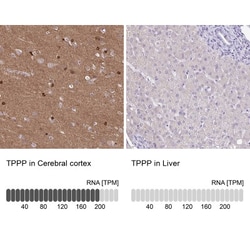 TPPP/p25 Antibody, Novus Biologicals:Antibodies:Primary Antibodies